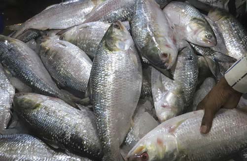 hilsa-fish-170920-09