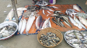 1608518165.Kishoreganj-Fish-Market-Picture-1