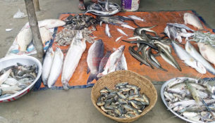 1608518165.Kishoreganj-Fish-Market-Picture-1