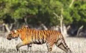 tiger-india-bangladesh-070621-01