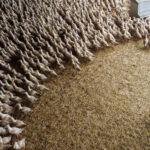 poultry-farm-281125-01-1764346323