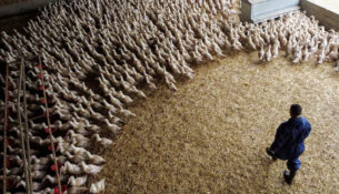 poultry-farm-281125-01-1764346323