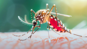 dengue-000