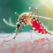 dengue-000